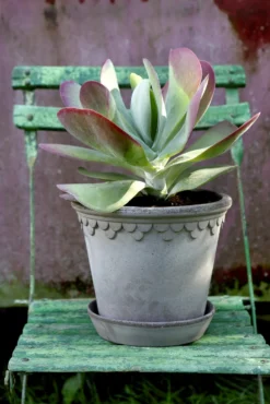 Bergs Potter Copenhagen Topf Grau, 35 Cm 6 Bergs Potter Copenhagen Topf Grau, 35 Cm -Brafab Verkaufs-Shop bergs potter copenhagen topf grau 3 1