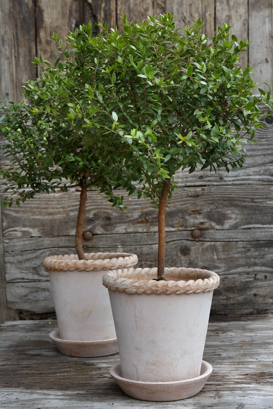 Bergs Potter Emilia Topf Rosa Ø16 Cm 6 Bergs Potter Emilia Topf Rosa Ø16 Cm – Bild 6