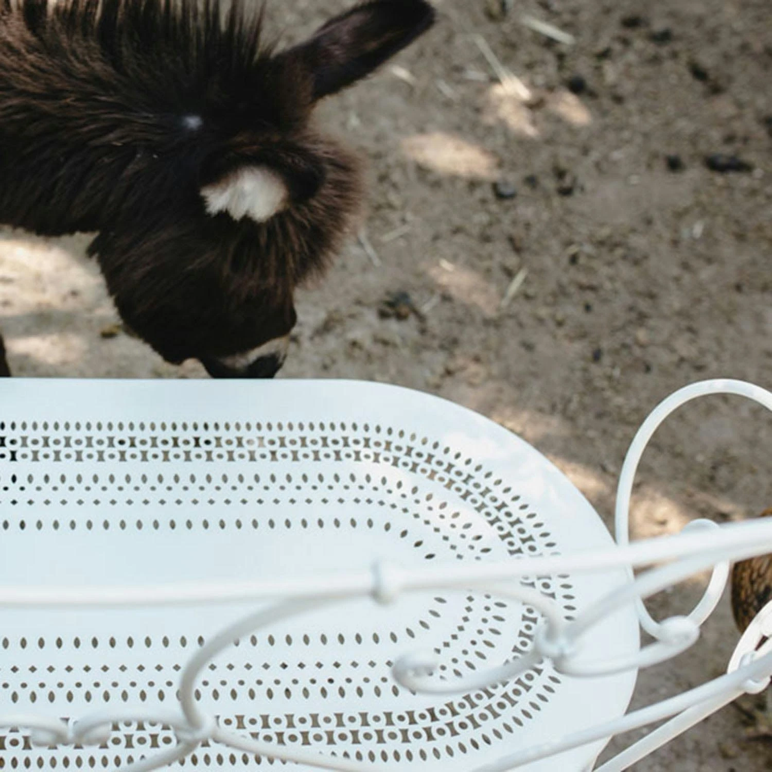 1900 Bank, Rosemary 3 1900 Bank, Rosemary – Bild 3